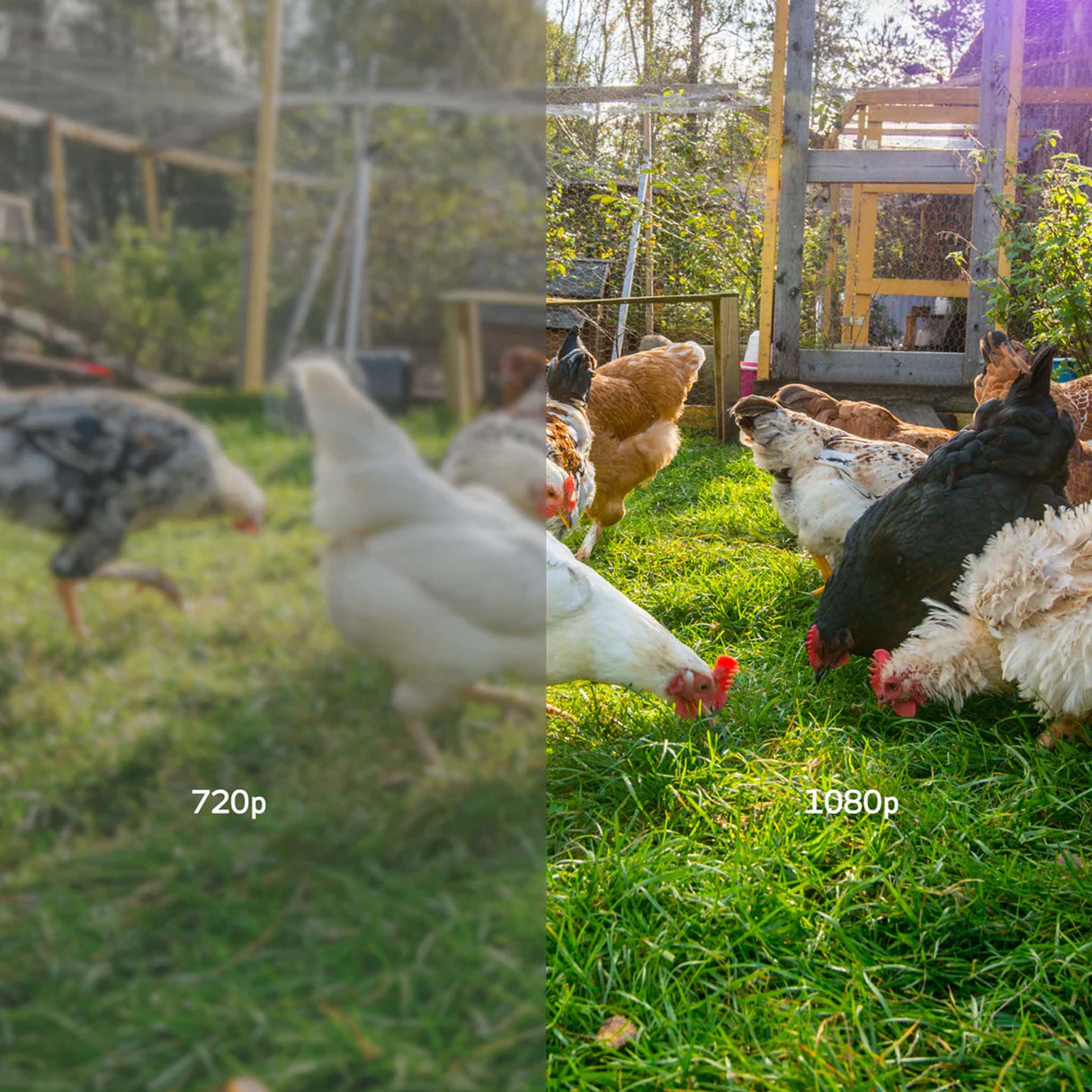 Comparison of Hatching Time Coop Cam video quality between 720p and 1080p showing chickens on grass.