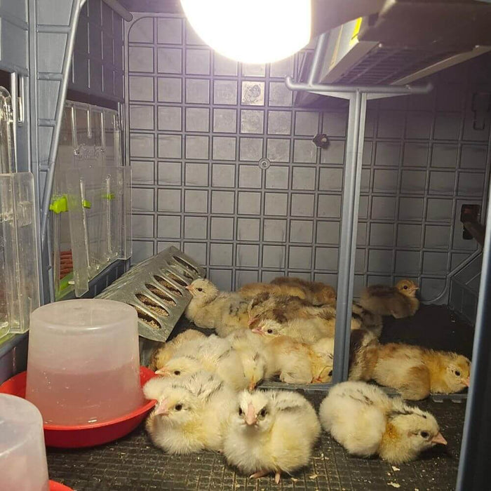 Hatching Time Cimuka. Chickens inside of 15 inch brooder enjoying the heat provided with built in 20 inch heater.