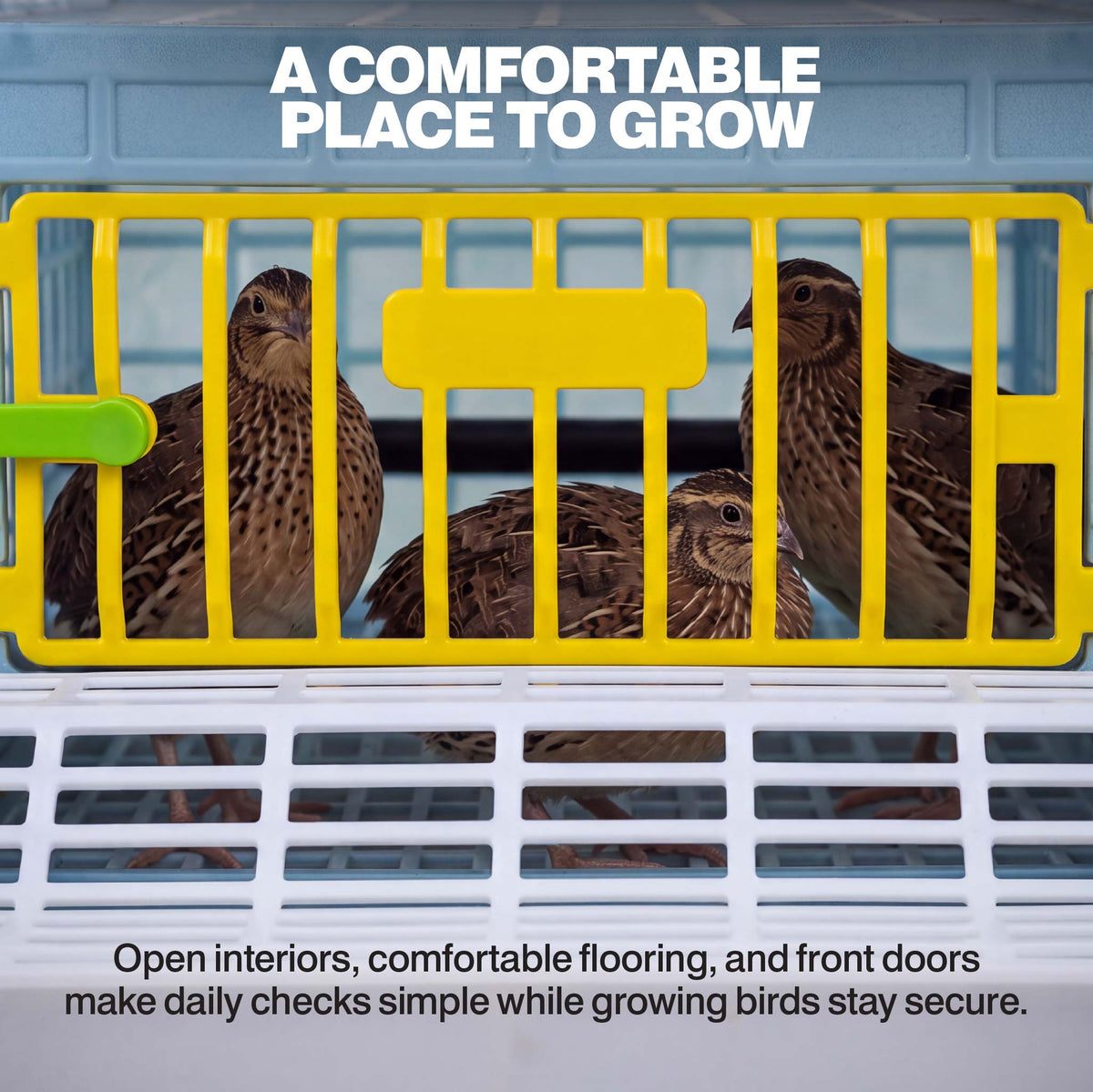 Young game birds inside a Cimuka grow-out pen with yellow cage dividers, front feeding access, and enclosed rearing compartments.