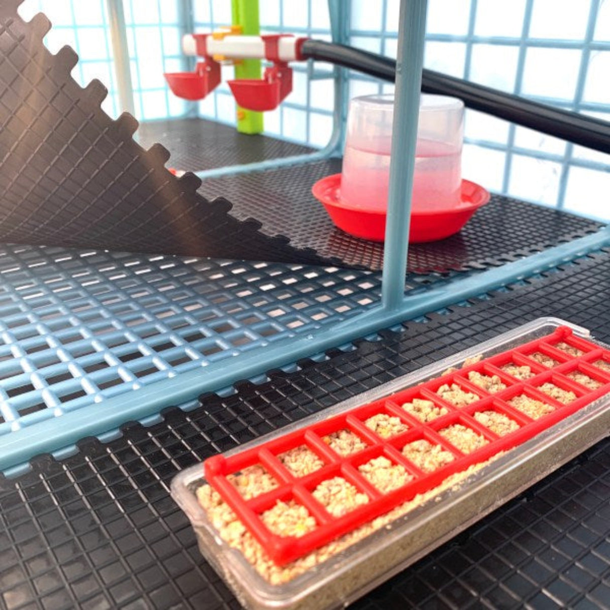 Cimuka Chick Flooring Mats - 9.5 inch - Hatching Time. Mat can be seen being lifter to show ease of removal. Starter feeders and drinkers shown as well as a wall mounted drinker system for the brooder.