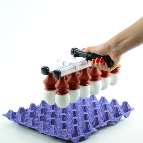 Transferring Eggs into Carton with 12 Egg Lifter - Hatching Time