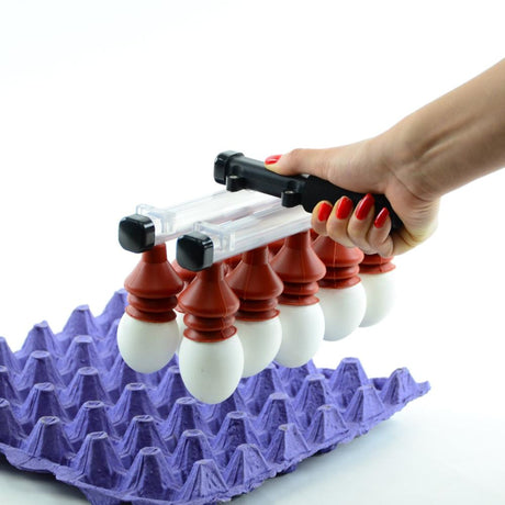 Lifting Eggs with Egg Lifter 10 Eggs - Hatching Time
