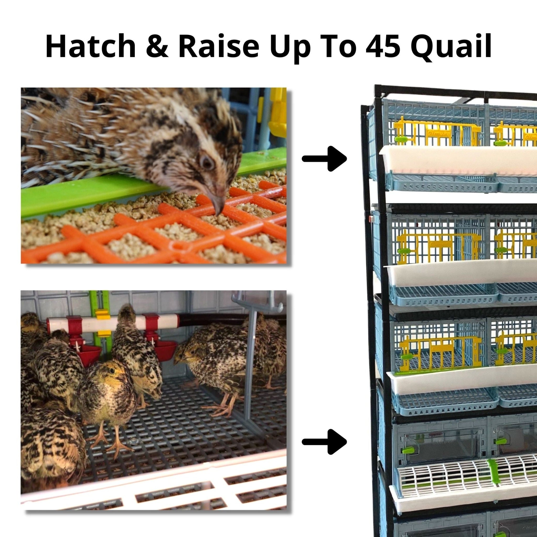 Hatching Time Cimuka. Raise up to 45 quails in hatching time brooder and quail cage system that is stackable. Quail in image are feeding from trough and walking in community floor plan quail cage.