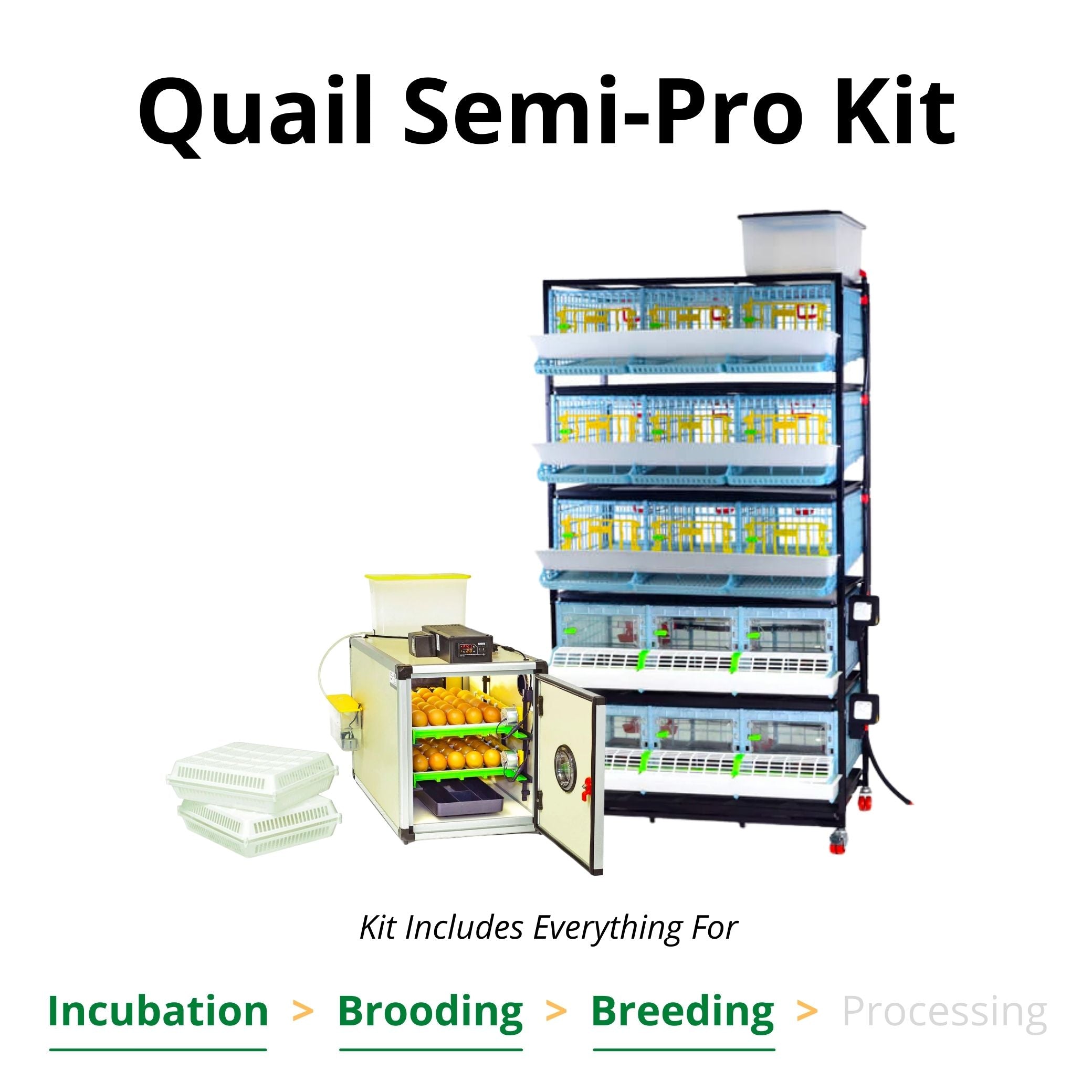 Hatching Time Cimuka. Quail semi-pro kit can be seen which includes CT60 incubator, and stacked brooder, and quail cages.