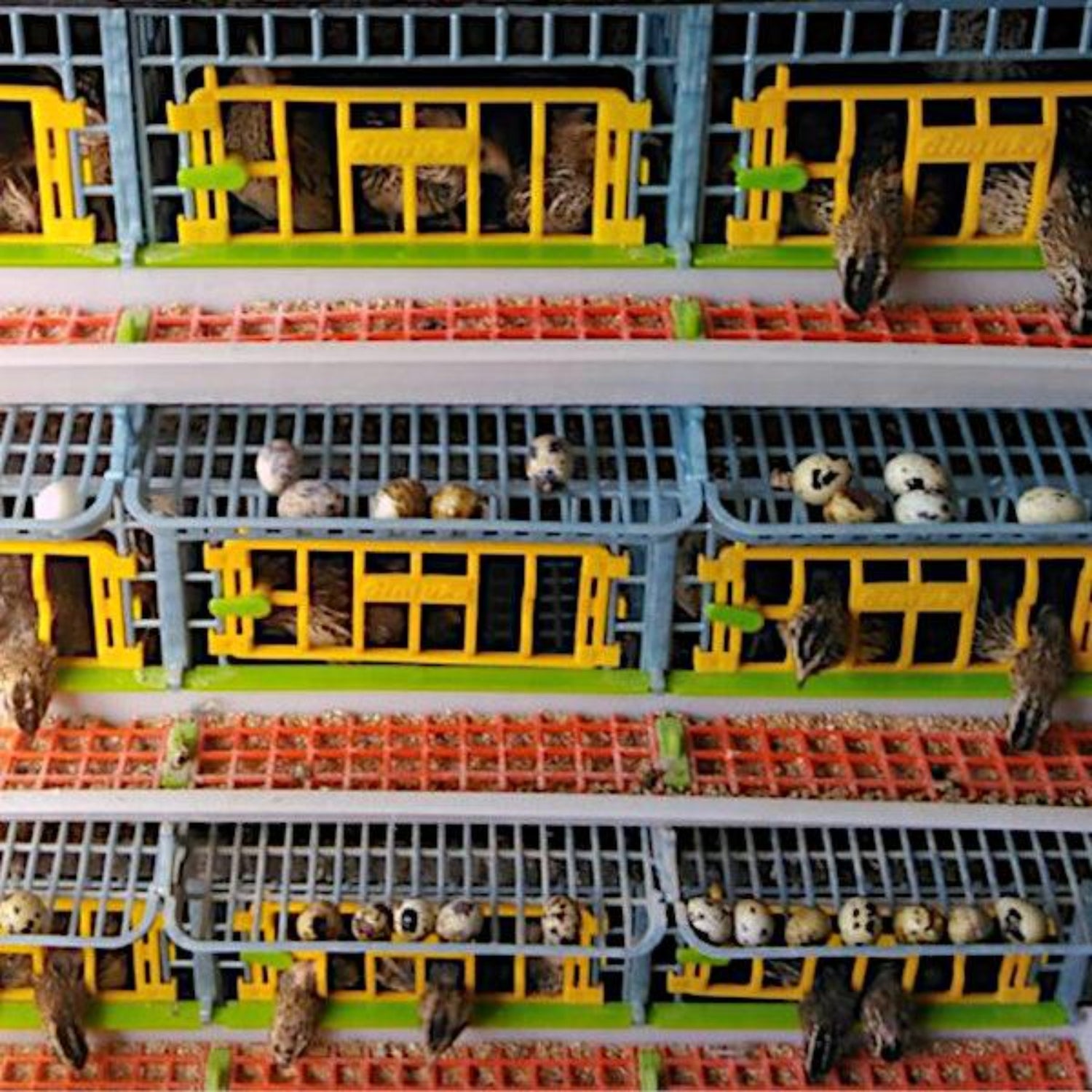 Hatching Time Cimuka. Quails can be seen in Quail cage assembly.  Quails can be seen eating from feeding troughs. Egg roll out trays seen with quail eggs.
