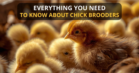 Everything You Need to Know About a Chicken Brooder