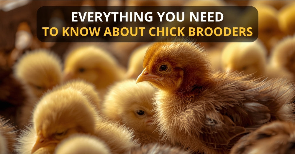 Everything You Need to Know About a Chicken Brooder