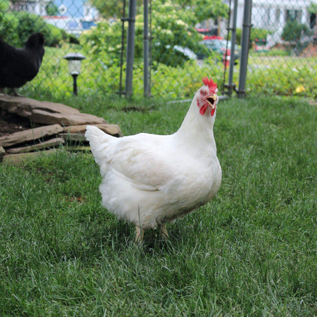 White broiler chicken standing on green grass in a backyard
