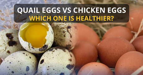 Quail Eggs vs Chicken Eggs: Which One Is Healthier