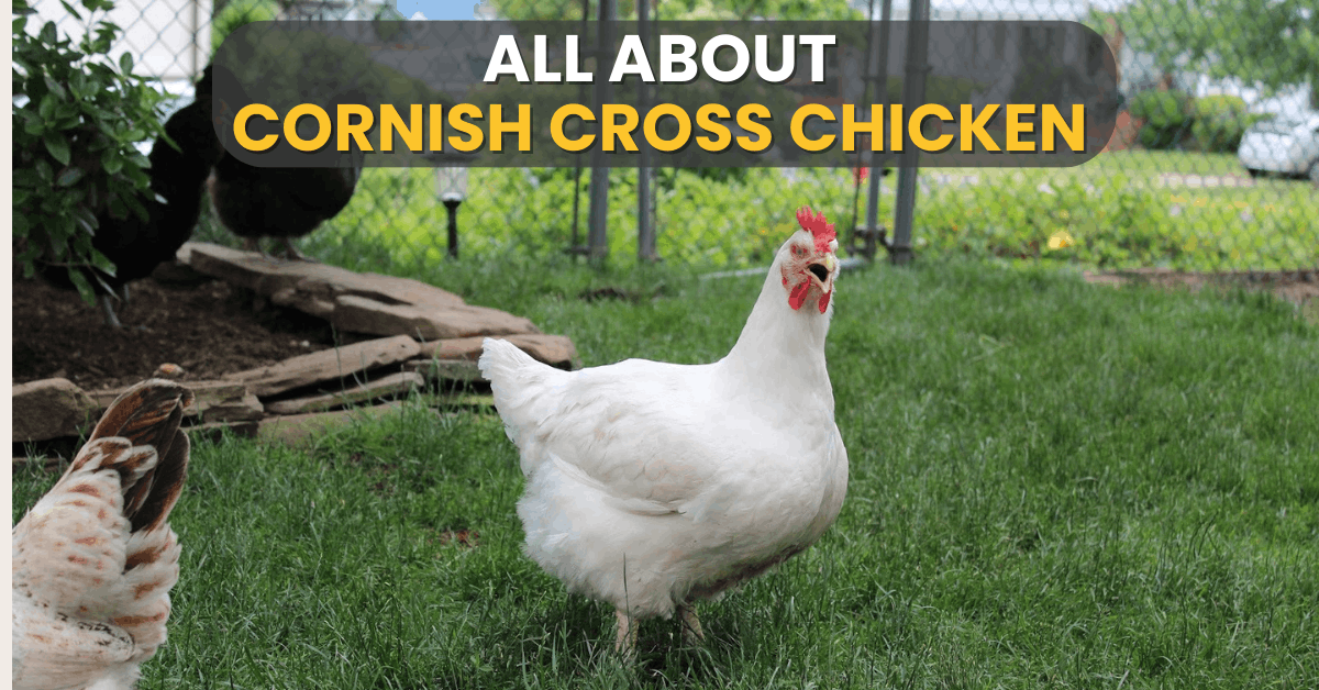 All About The Cornish Cross Chicken
