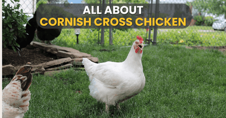 All About The Cornish Cross Chicken