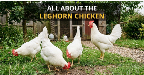 White Leghorn chickens in front of a chicken coop