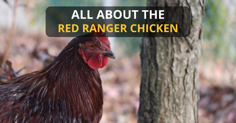 All About the Red Ranger Chicken