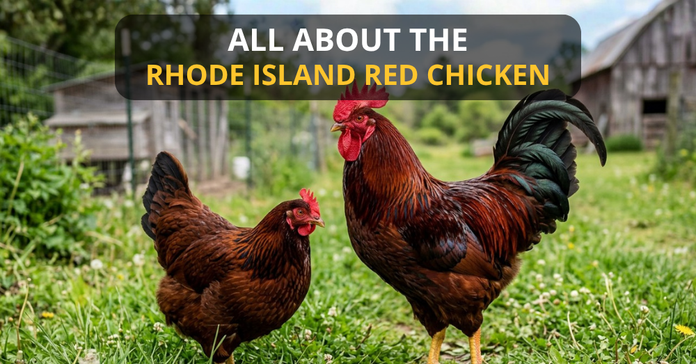 Two Rhode Island Red Chickens on the grass