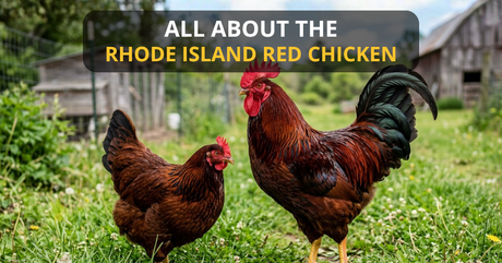 Two Rhode Island Red Chickens on the grass