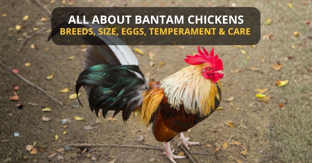 A bantam type rooster outside the coop