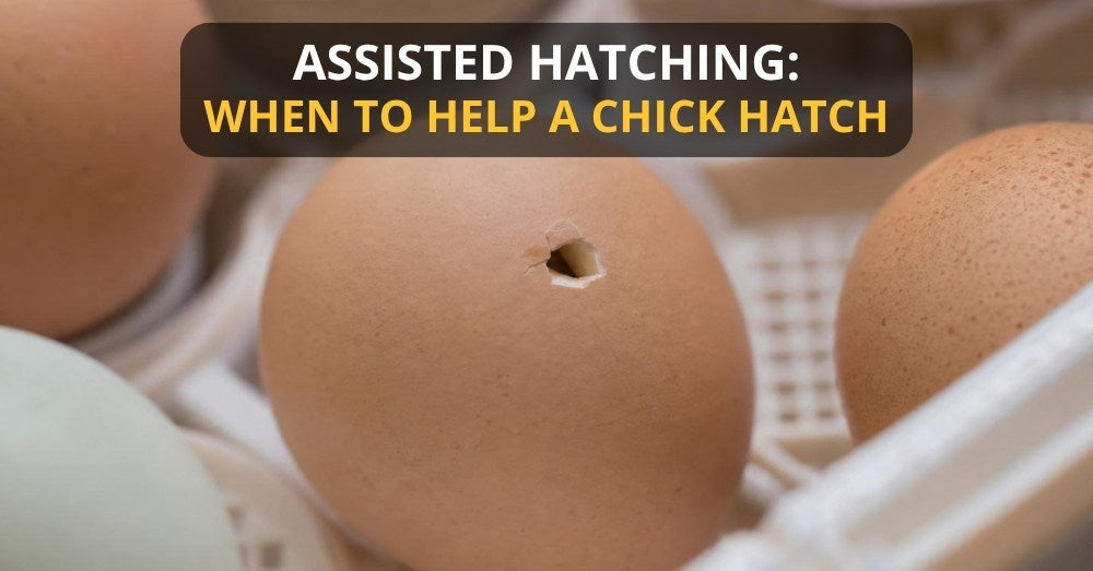 Learn when to help a pipped chick, when to wait, and how to assist safely without rushing the hatch with our detailed guide.