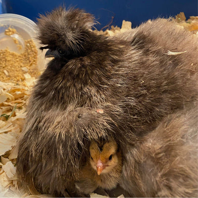 How To Tell If A Hen Is Broody