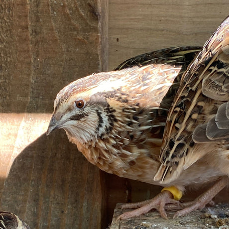 Cover Photo Male Coturnix Quail