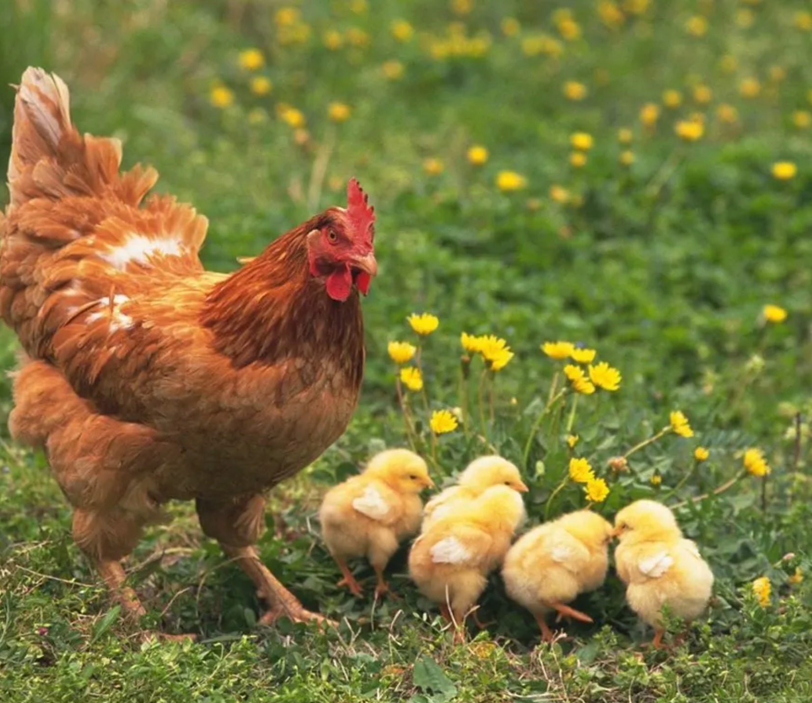 Hatching Time. Chicken shown with 5 baby chicks in a field with flowers.