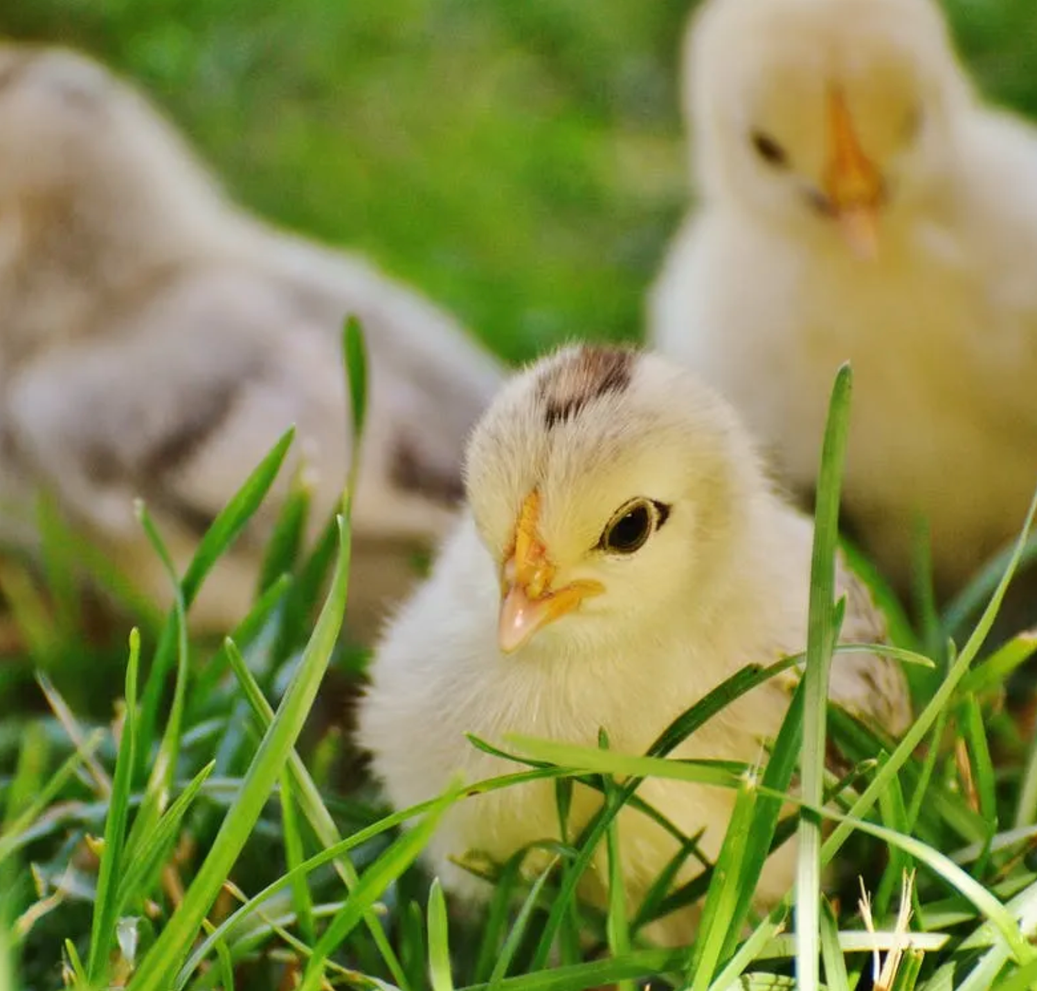 Hatching Time. 3 yellow Baby chickens in grass.