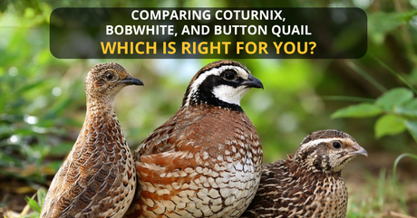 Comparing Coturnix, Bobwhite, and Button Quail: Which Is Right for You?