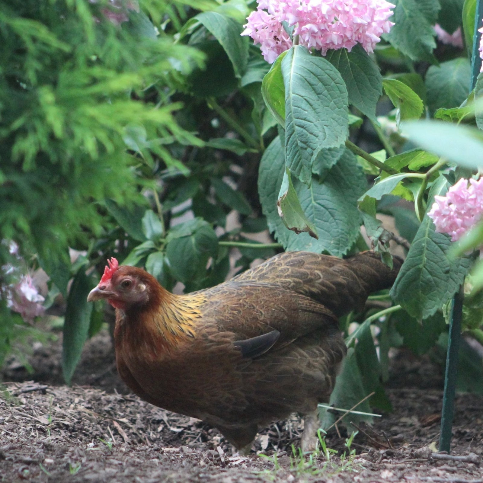 Brown pullet exploring garden with pink hydrangeas and green shrubs