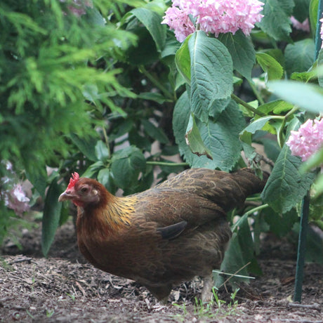 Brown pullet exploring garden with pink hydrangeas and green shrubs