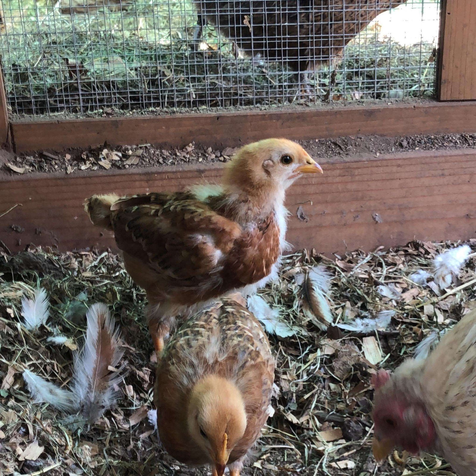 oung chicks exploring brooder floor with feathers and bedding scattered around
