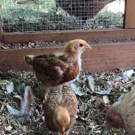 oung chicks exploring brooder floor with feathers and bedding scattered around