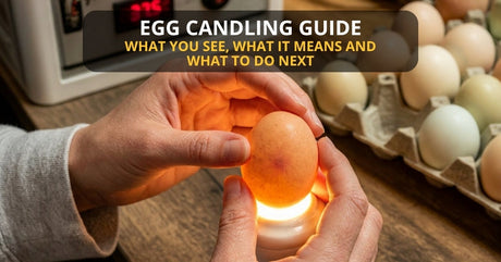 Egg Candling Guide What You See, What It Means and What to Do Next 