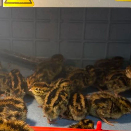 Newly hatched quail chicks staying warm under a brooder heating plate
