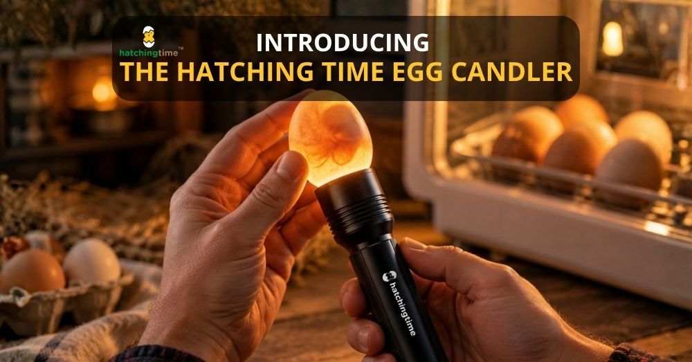 Hatching Time rechargeable LED egg candler illuminating a chicken egg during incubation in a hatchery
