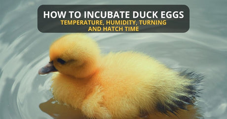 Yellow duckling illustrating a guide to duck egg incubation temperature, humidity, turning, and hatch time.