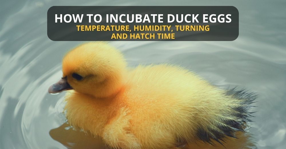 Yellow duckling illustrating a guide to duck egg incubation temperature, humidity, turning, and hatch time.