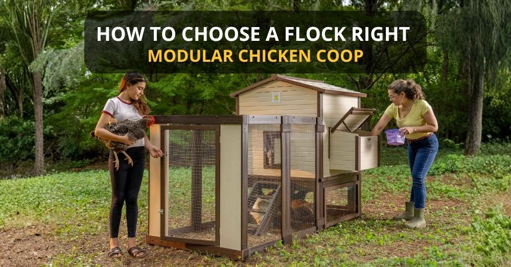Flock Right House, Stand, and Run assembled in a backyard