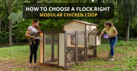 Flock Right House, Stand, and Run assembled in a backyard