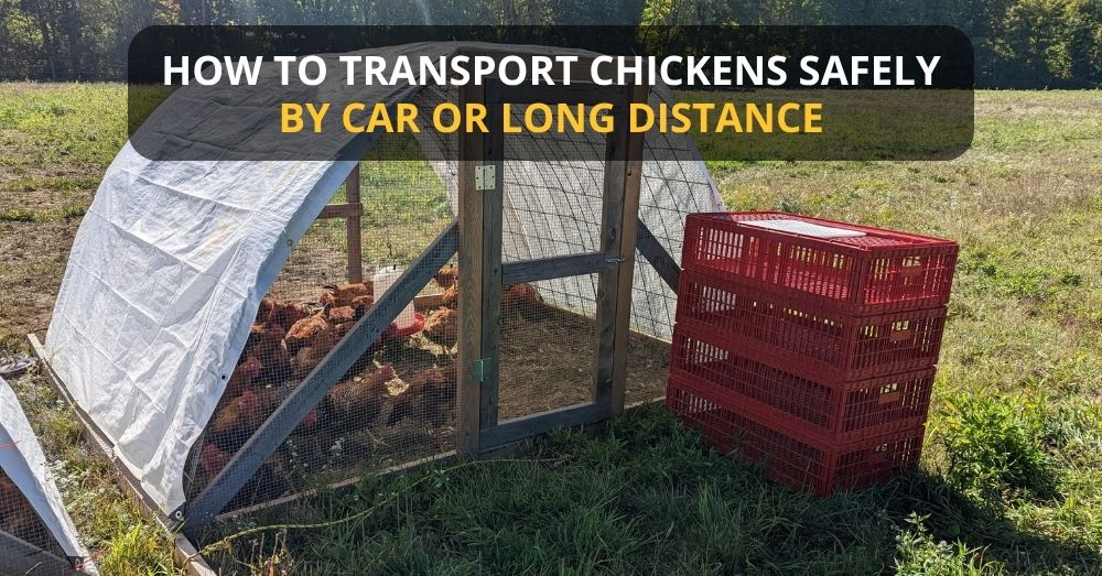 How to Transport Chickens Safely by Car or Long Distance