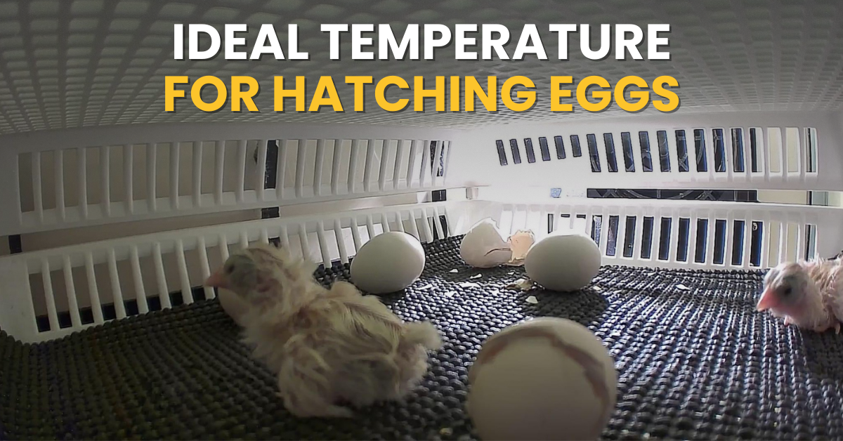 What Is the Ideal Temperature for Hatching Chicken Eggs?