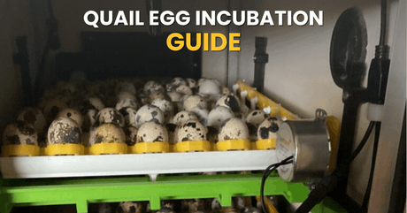 Incubating Quail Eggs: A Simple Step-by-Step Guide for Beginners