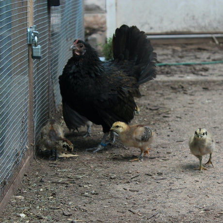 How To Predator Proof Your Coop