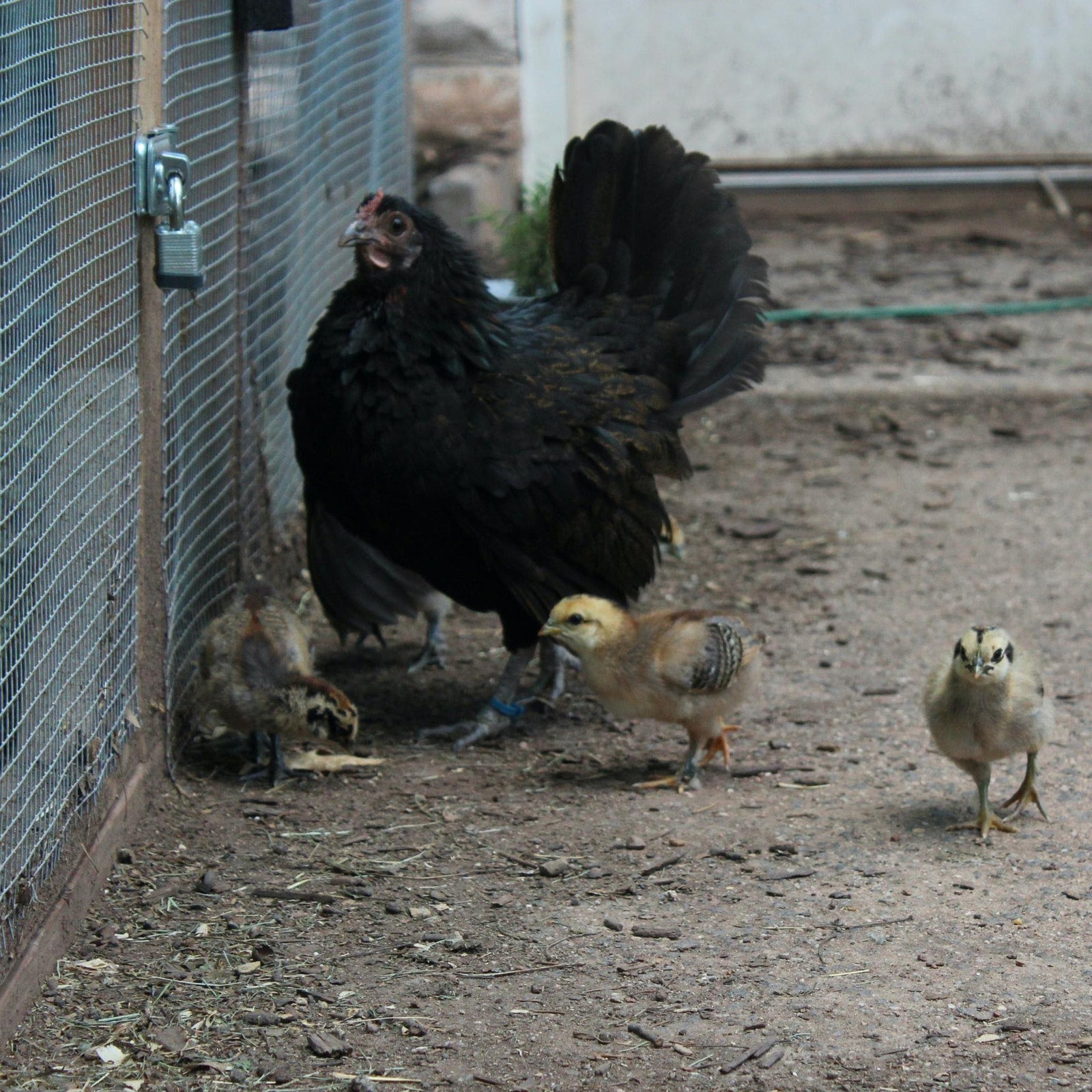 Broody hen with chicks near chicken coop fence during early chick brooding stage