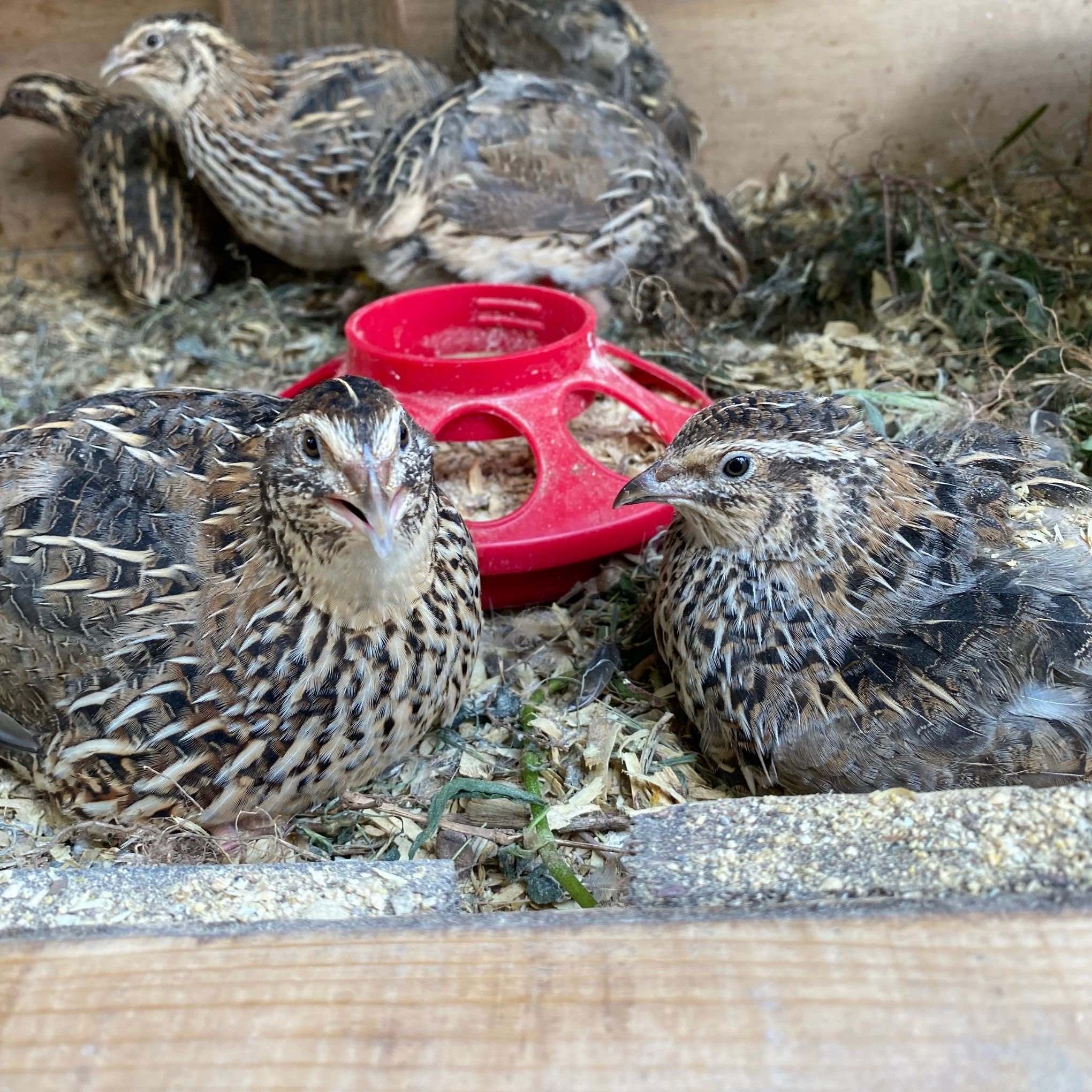 Successful Poultry Keeping