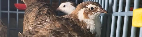 Hatching Time. A quail standing in a Hatching Time quail cage.