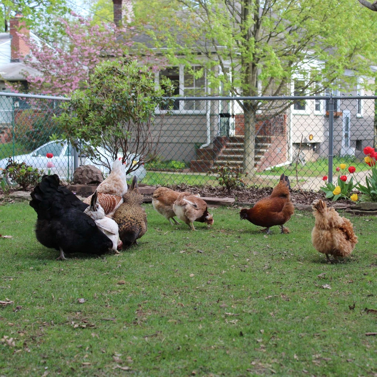 Flock of backyard chickens grazing on green lawn in a suburban garden