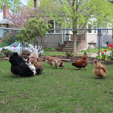 Flock of backyard chickens grazing on green lawn in a suburban garden