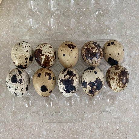 Speckled Coturnix quail eggs arranged in a clear plastic egg tray