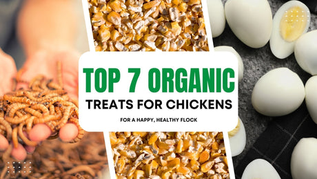 Hatching Time Top 7 Organic Chicken Treats guide shows larvae, cracked corn and boiled eggs.