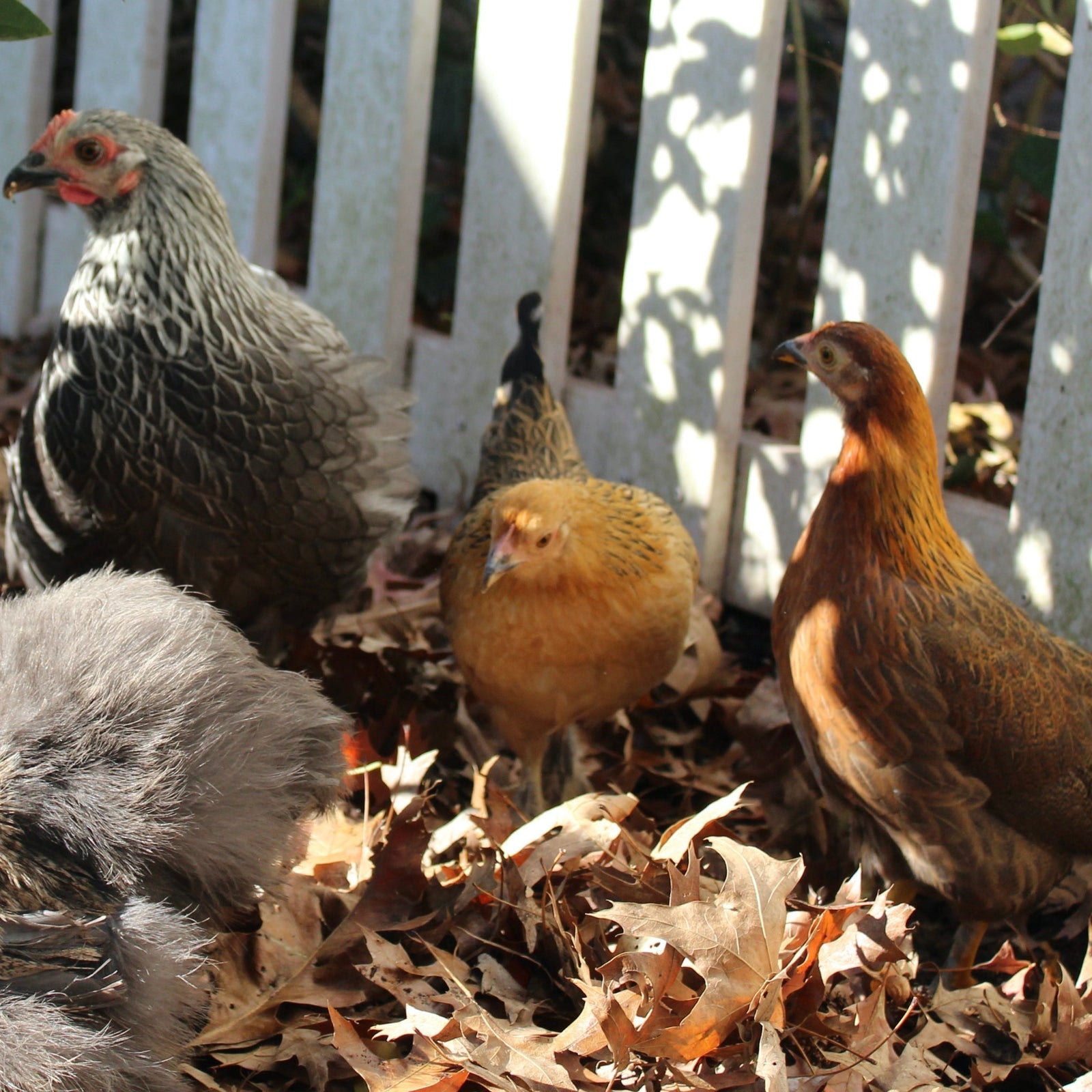 How to Grow Healthy Pullets and Cockerels