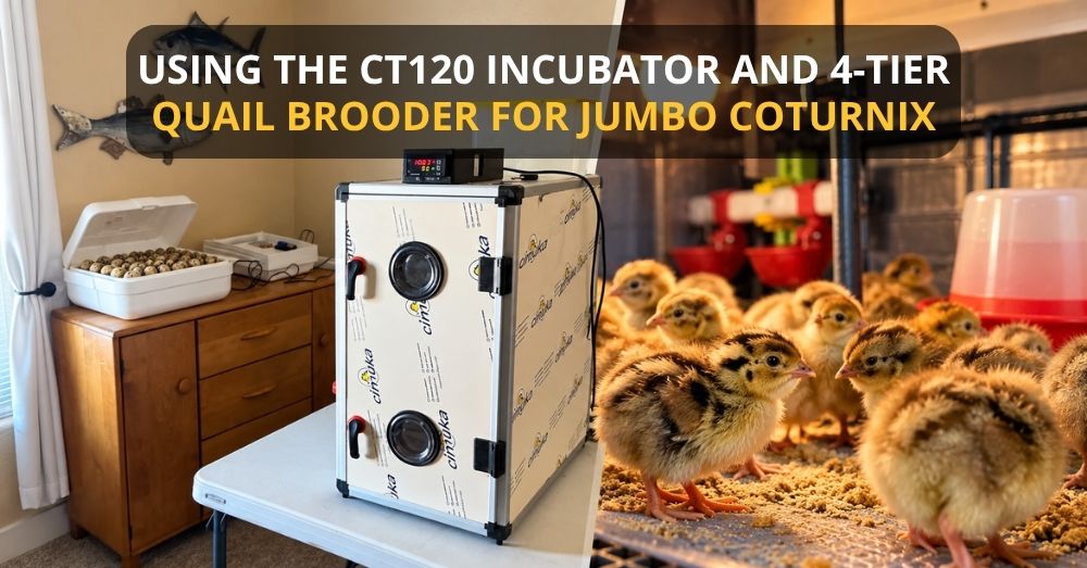 Using the CT120 Incubator and 4-Tier Quail Brooder for Jumbo Coturnix